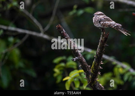 Ladder-Tailed Nightjar, Hydropsalis climacocerca Stock Photo