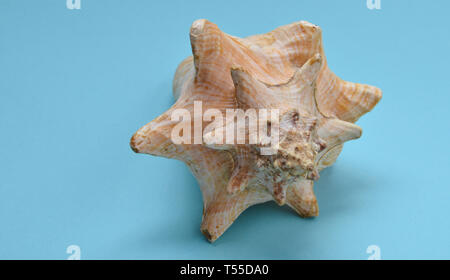 A large ocean shell on a blue background. Stock Photo