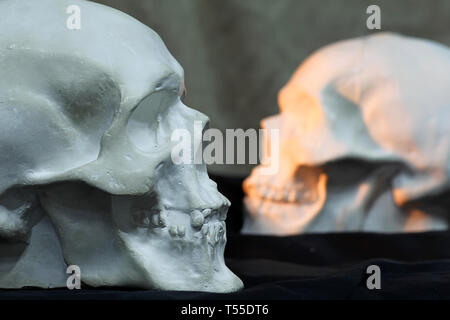 Gypsum skull in full face; Stock Photo