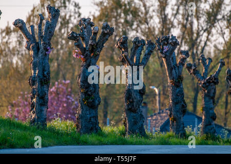 Pollard Willows in East Flanders Stock Photo