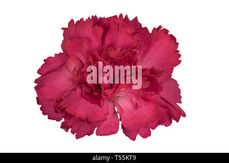 Closeup focus stacked shot of a red carnation isolated on white background with clipping path Stock Photo