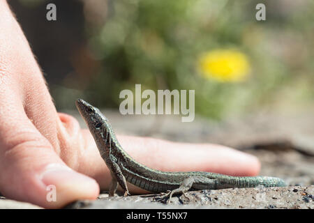 Lizard near the human palm, resting on the stones. Human hand and lizard look at it and upwards, concept of unity of man and nature Stock Photo