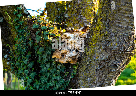 Moldy mushroom on a tree. (At sunset, indirect light) Stock Photo