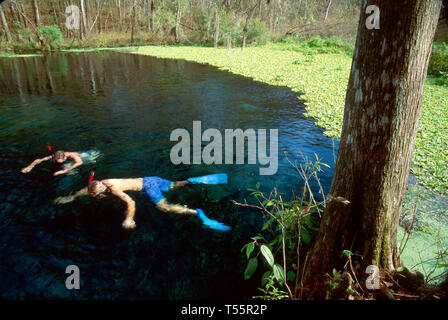 Florida Ichetucknee Springs State Park,public land,recreation,nature,natural,nature,natural,scenery,countryside,scenic,Blue Hole Spring snorkeling 70 Stock Photo