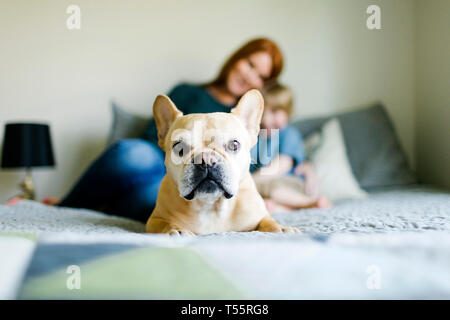 Dog lying on bed in front of mother and son Stock Photo