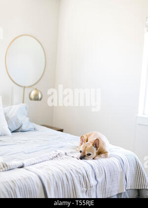 Dog lying on bed Stock Photo