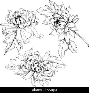 Vector Chrysanthemum floral botanical flowers. Black and white engraved ink art. Isolated flower illustration element. Stock Vector