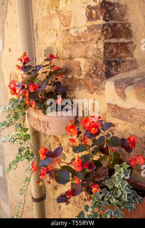 Town of Pienza in Tuscany, traditional red geraniums growing beside a brick wall, close up,Italy Stock Photo