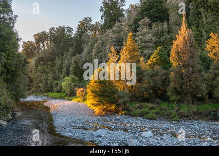 River by an autumn forest near Fox Glacier, New Zealand Stock Photo