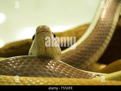 cave dwelling rat snake Stock Photo