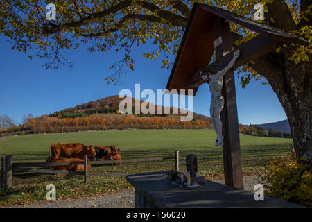 Autumn forest in the Sauerland, NRW, Germany, near Schmallenberg, cow pasture in front of the Wilzenberg, Stock Photo