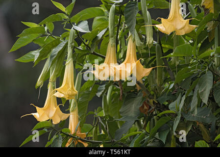 Many yellow Brugmansia named angels trumpet or Datura flower blossom in Panama Stock Photo