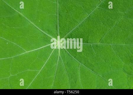 Close-up of the natural radial pattern of veins in a bright green Nasturtium leaf. Stock Photo