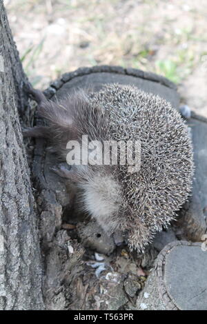 little pricky hedgehog try hide in hollow in tree in spring forest Stock Photo