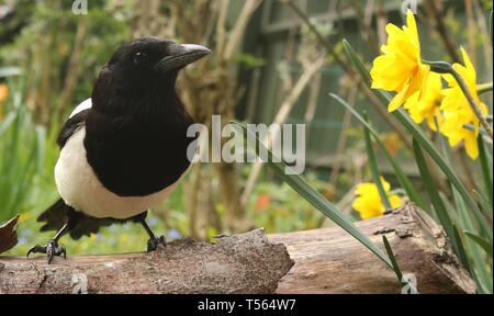 Adult Eurasian Magpie (Pica Pica) perched on branch among spring flowers in an English garden. April 2019, Midlands, UK Stock Photo