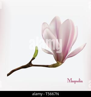 Magnolia flower background Stock Vector