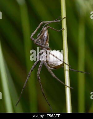 nursery web spider guarding its nest, holding a cocoon in paws Stock Photo