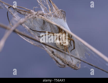 nursery web spider Pisauridae guarding its nest, holding a cocoon in paws Stock Photo