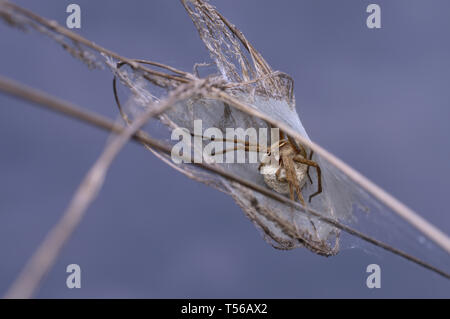 Wolf spider nursery web guarding its nest, holding a cocoon in paws Stock Photo