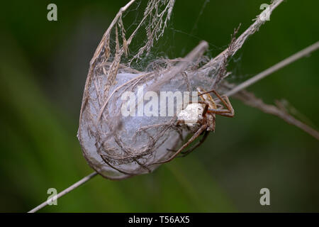 nursery web spider Pisauridae guarding its nest, holding a cocoon in paws Stock Photo
