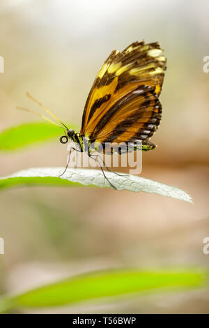 Heliconius ismenius perched on a leaf. Stock Photo