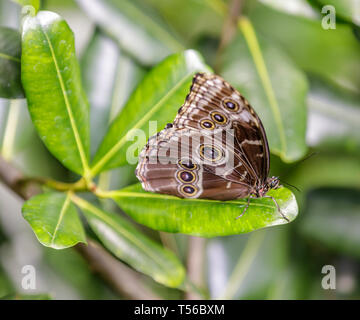 Blue Morpho butterfly (Morpho Menelaus) perched on a leaf. Stock Photo