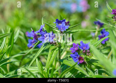 Close-up of small blue Lithospermum purpurocaeruleum Flowers also known as purple Gromwell on a sunny day in Spring. Stock Photo