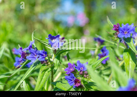 Close-up of small blue Lithospermum purpurocaeruleum Flowers also known as purple Gromwell on a sunny day in Spring. Stock Photo