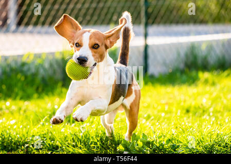 Dog Beagle with long floppy ears on a green meadow during spring, summer runs towards camera with ball. Copy space on right Stock Photo