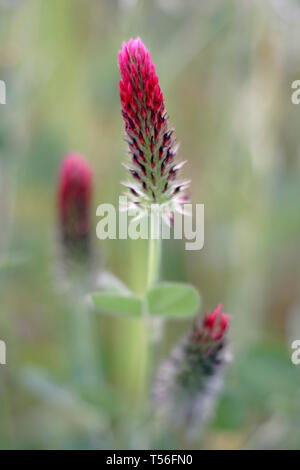 Wild red flowers, trifolium incarnatum, from a portuguese meadow. Shallow DOF. Stock Photo