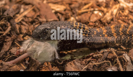 Rinkhals, spitting cobra, Hemachatus haemachatus feeding Stock Photo