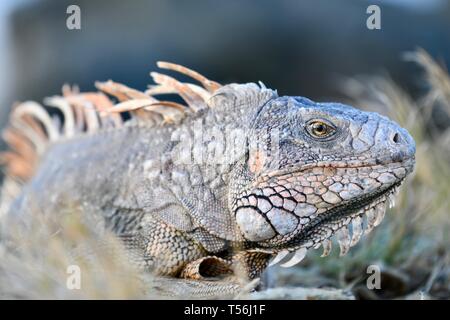 Iguana found in St. Croix, United States Virgin Islands Stock Photo