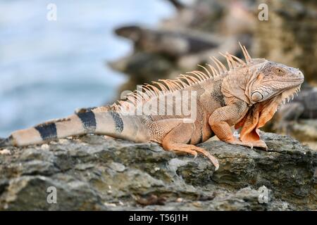 Orange toned iguana found in St. Croix, United States Virgin Islands Stock Photo