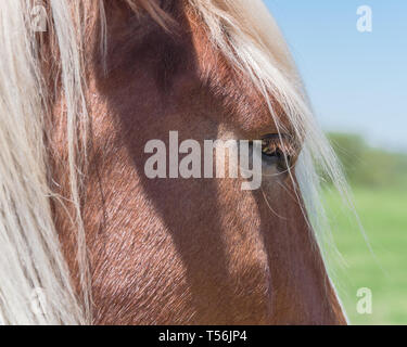 Close-up eye of Holland Draft Horse (draught horse, dray horse, carthorse, work horse or heavy horse) at local farm in Bristol, Texas, USA Stock Photo