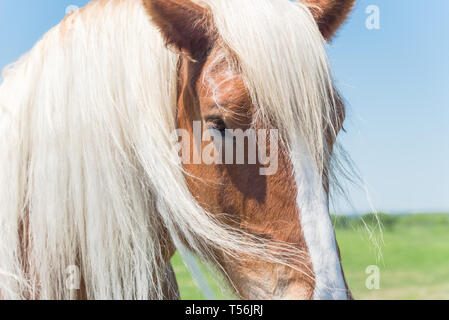 Close-up eye of Holland Draft Horse draught horse, dray horse, carthorse, work horse or heavy horse at local farm in Bristol, Texas, USA Stock Photo