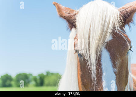 Close-up eye of Holland Draft Horse draught horse, dray horse, carthorse, work horse or heavy horse at local farm in Bristol, Texas, USA Stock Photo