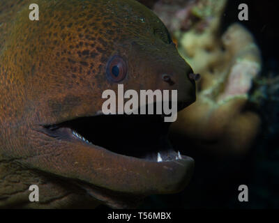 Moray eel on a reef Stock Photo