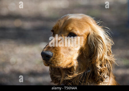 Cocker Spaniel dog Stock Photo