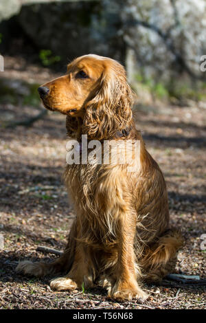 Cocker Spaniel dog Stock Photo