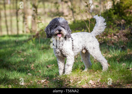 Miniature poodle (Kleinpudel) on a sunny spring day Stock Photo