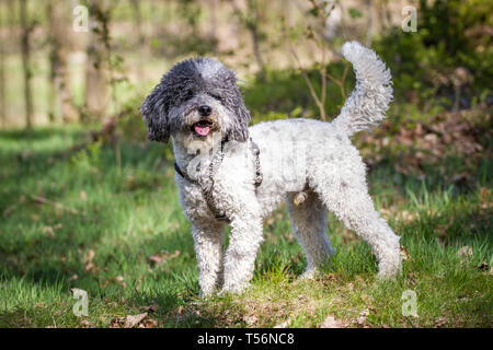 Miniature poodle (Kleinpudel) on a sunny spring day Stock Photo