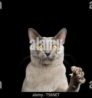 Portrait of Funny Gray Cat Raising paw with claw and Stare in Camera on isolated black background Stock Photo
