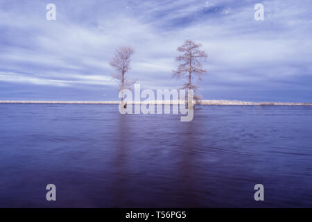 Two bald cypress tress on the water of Lake Drummond in Virginia, shot in infrared, which makes them appear bright white, as if frozen or snow covered Stock Photo