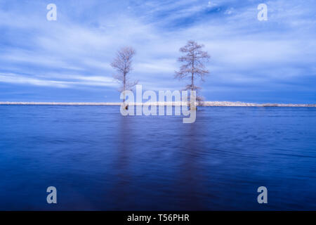 Two bald cypress tress on the water of Lake Drummond in Virginia, shot in infrared, which makes them appear bright white, as if frozen or snow covered Stock Photo