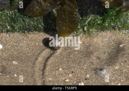 Common periwinkle or winkle (Littorina littorea) moving over sand and leaving a trail, UK Stock Photo