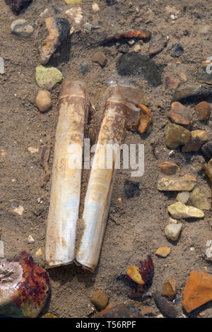 Razor shell or razor clam (Ensis sp.) shell on a beach, UK Stock Photo