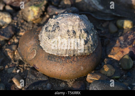 Common limpet (Patella vulgata) attached to a pebble on the beach, UK
