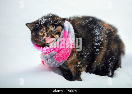 Portrait of a British shorthair cat, wearing a knitted scarf. Cat walking outdoors in the snow in winter during snowfall Stock Photo