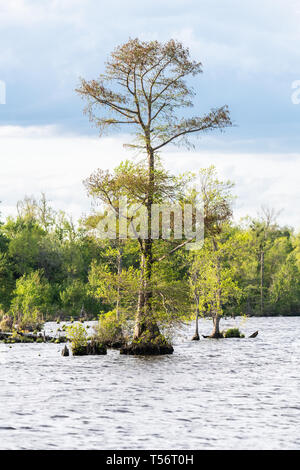 A bald cypress tree in Lake Drummond in the Great Dismal Swamp Wildlife Refuge, Virginia Stock Photo