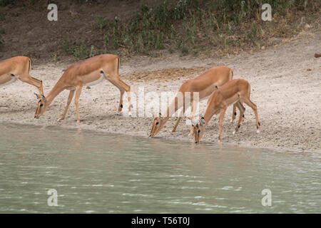 Impalas drinking, Tarangire National Park, Tanzania Stock Photo